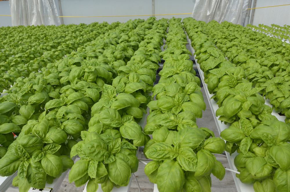 Fresh Basil
