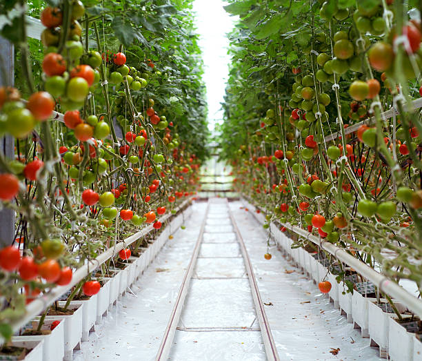 Cherry Tomatoes