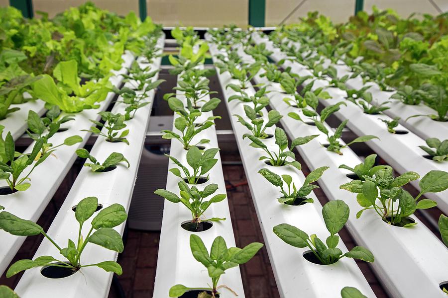 Hydroponic Spinach